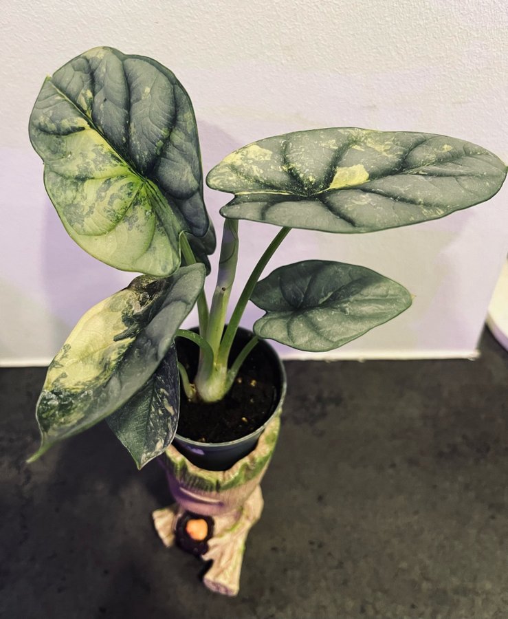 Alocasia silver dragon Aure variegata