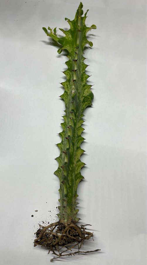 Euphorbia trigona cv Mint Cream 