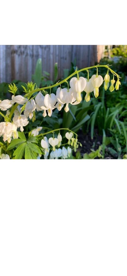 Dicentra spectabilis Löjtnantshjärta vit Alba hjärtan romantiska mormorsväxt