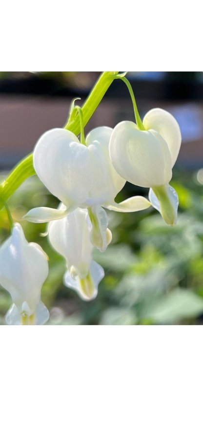 Dicentra spectabilis Löjtnantshjärta vit Alba hjärtan romantiska mormorsväxt