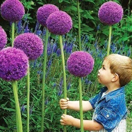 Giant Allium King - Jättelökväxt - MONSTER LÖK - 6 frön