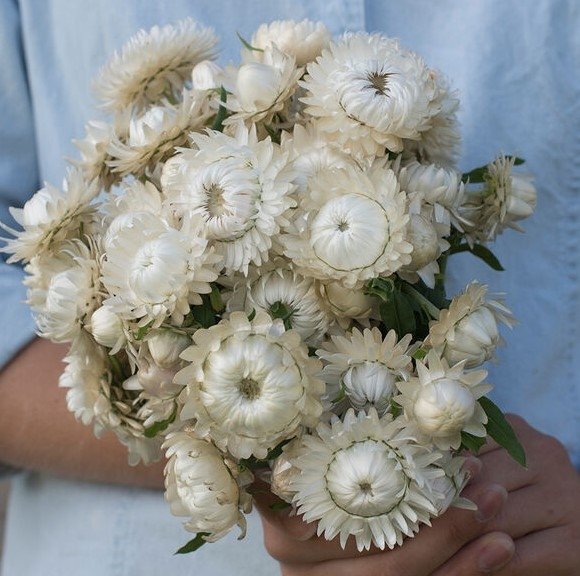 Jätte-Eternell Vit höjd 50-90 cm blommar juli-frost ca 100 frön