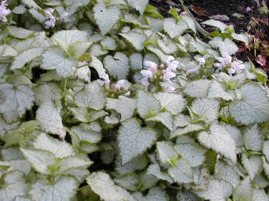 Rosenplister - Lamium maculatum "Beacon Silver"