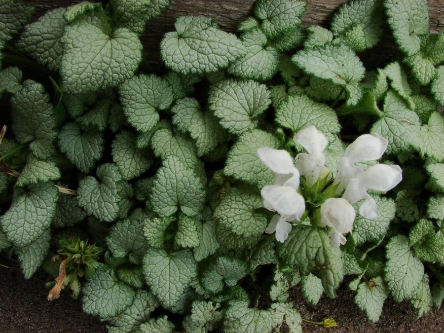 Rosenplister - Lamium maculatum "Beacon Silver"