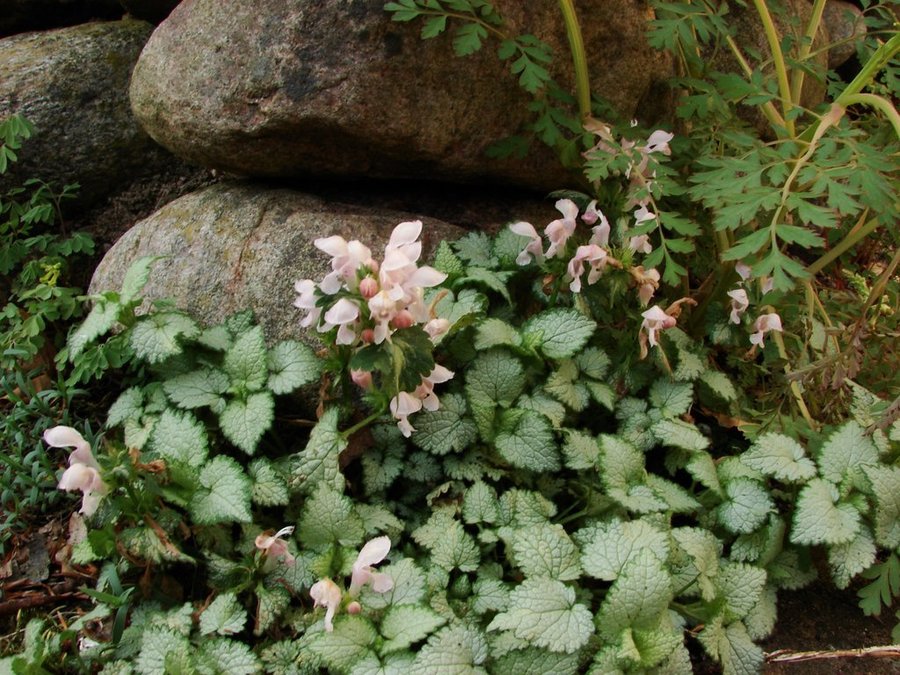 Rosenplister - Lamium maculatum "Beacon Silver"