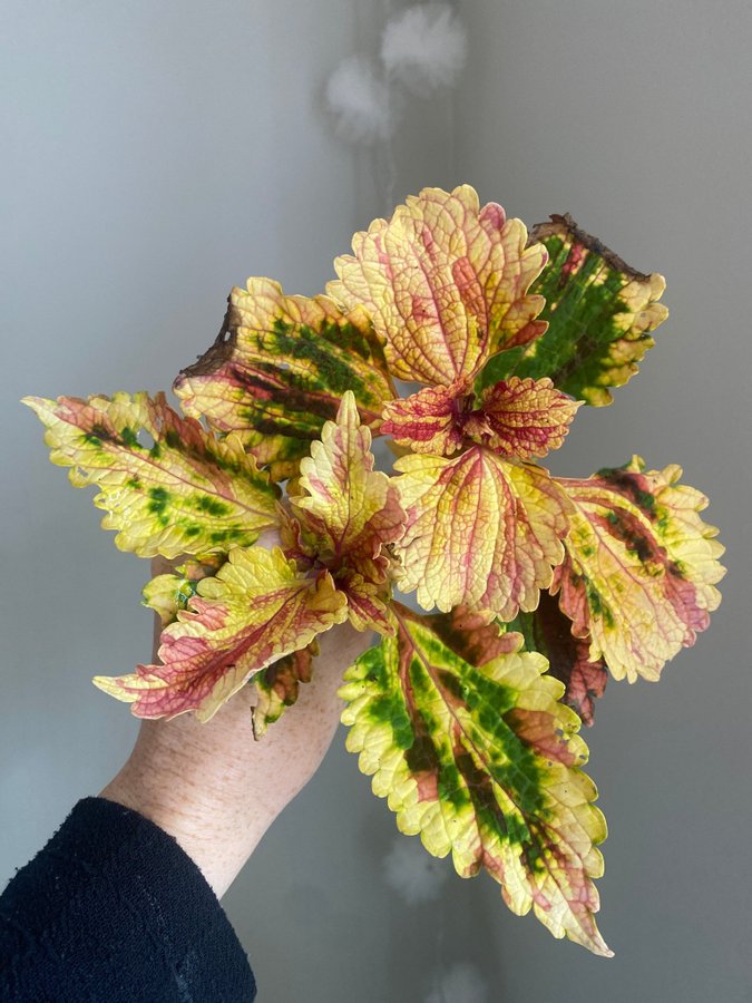 2 st KOMET *palettblad*coleus*