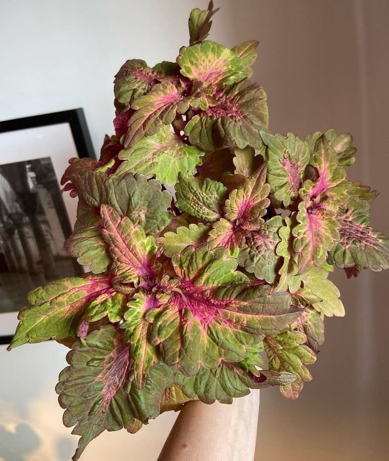 Palettblad/Coleus PINK PLOSION