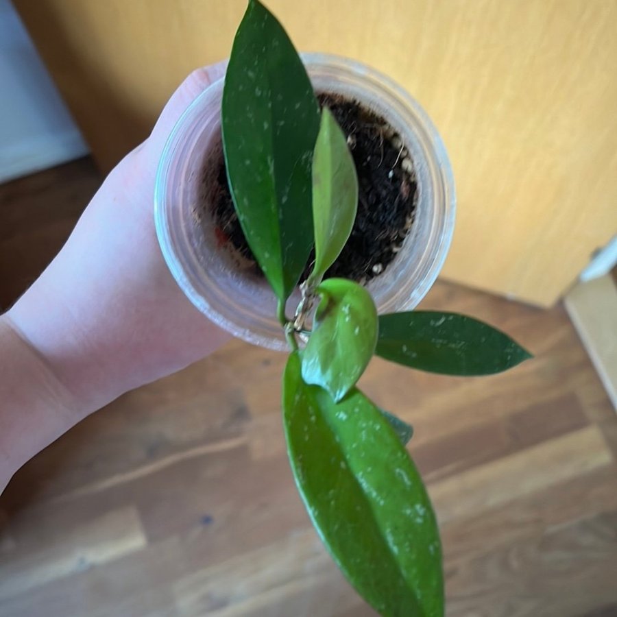 Hoya pubicalyx pink silver