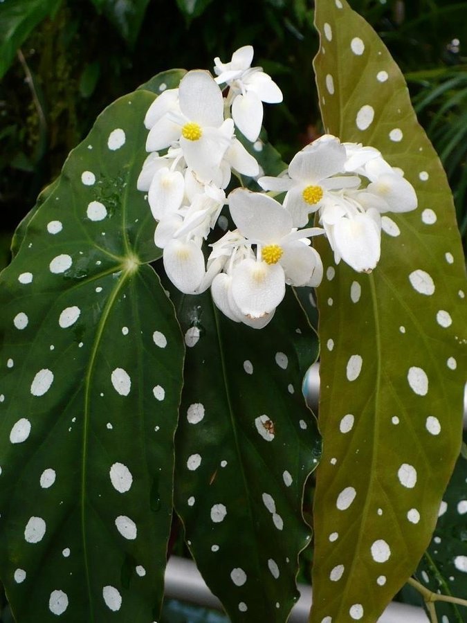 ÄNGLAVINGE- Begonia Maculata White