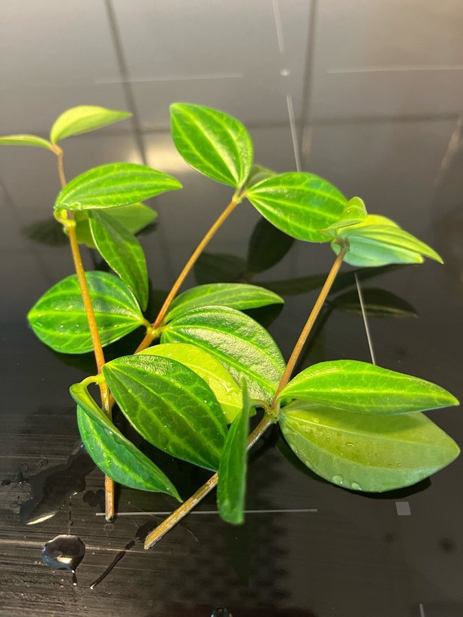 Peperomia angularis ’Rocco Scuro’