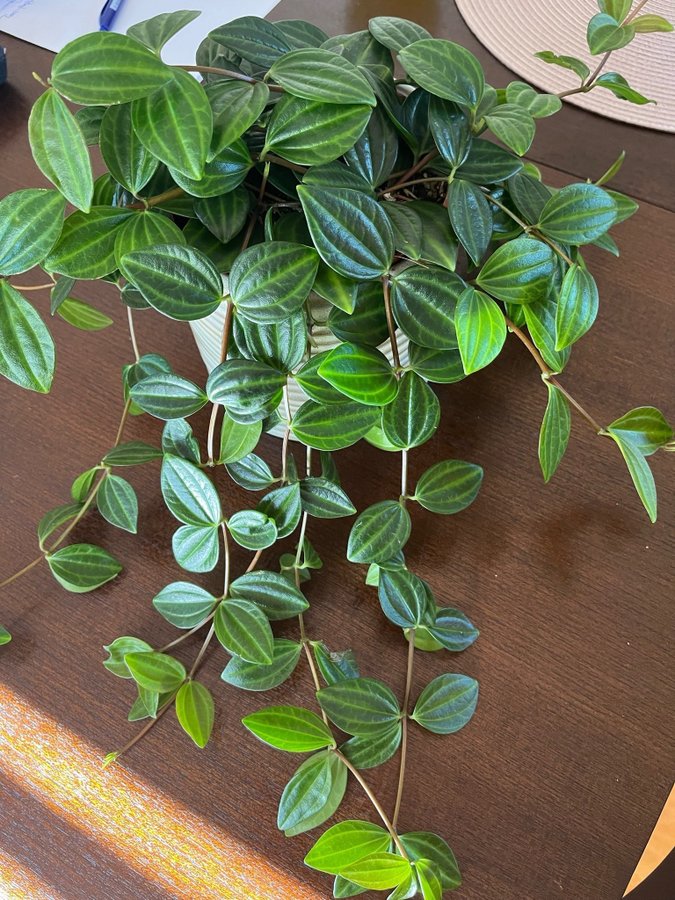 Peperomia angularis ’Rocco Scuro’