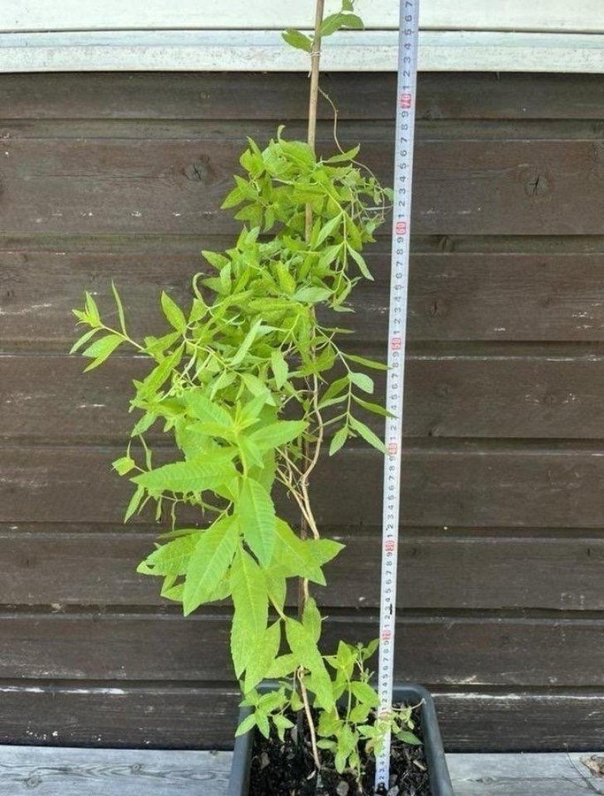 Aloysia citrodora - citronverbena Perenn medelstor halvbuske