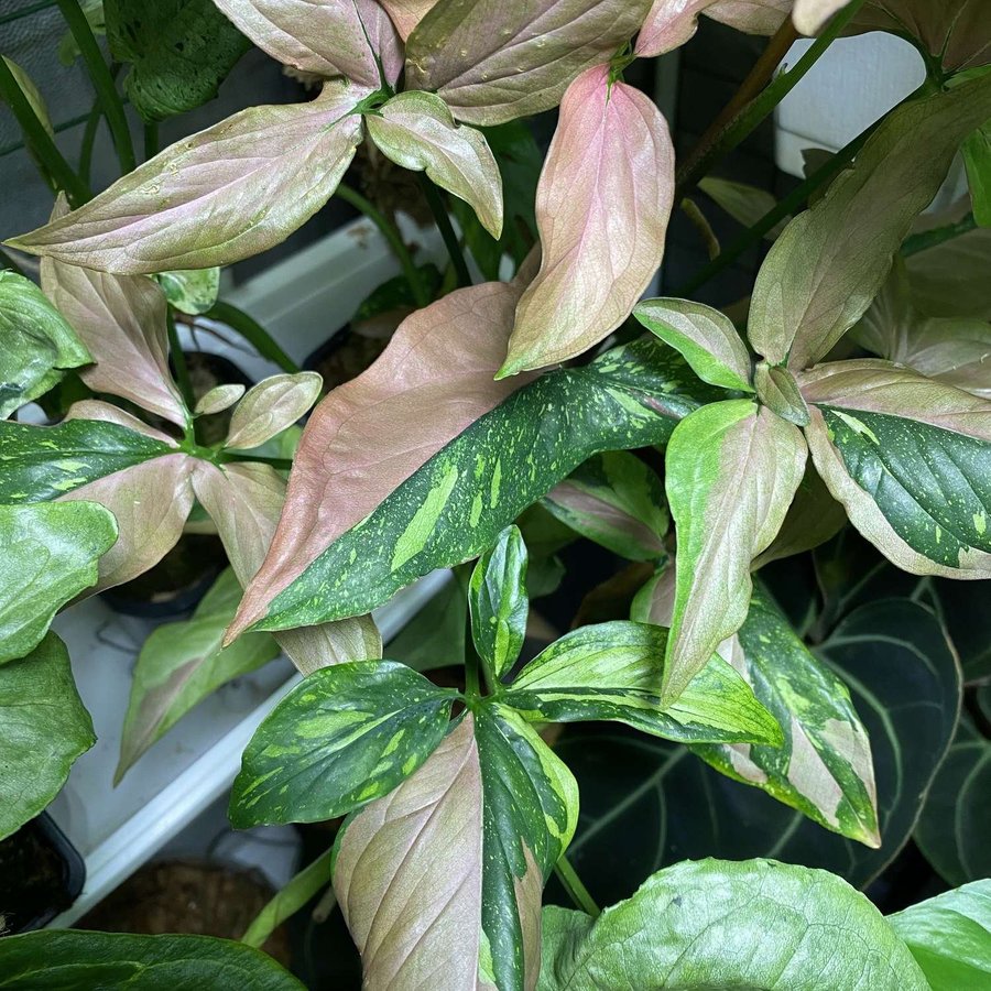 Syngonium red spot tricolor variegata #2