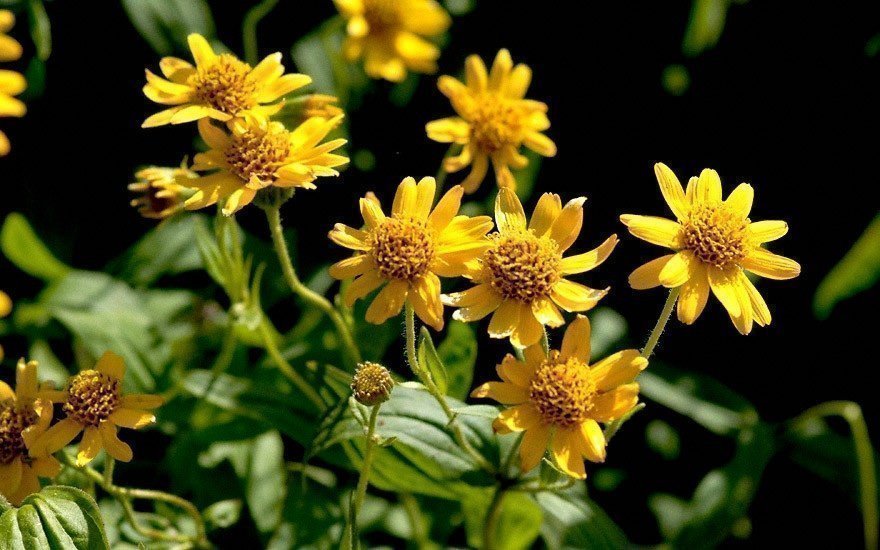 Arnica ( Arnica chamissonis ssp. foliosa )