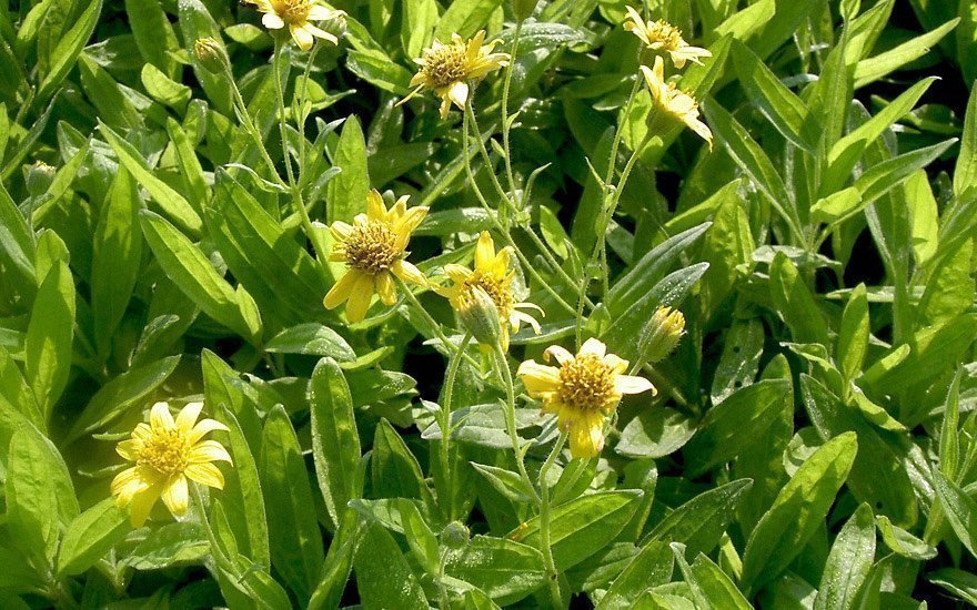 Arnica ( Arnica chamissonis ssp. foliosa )