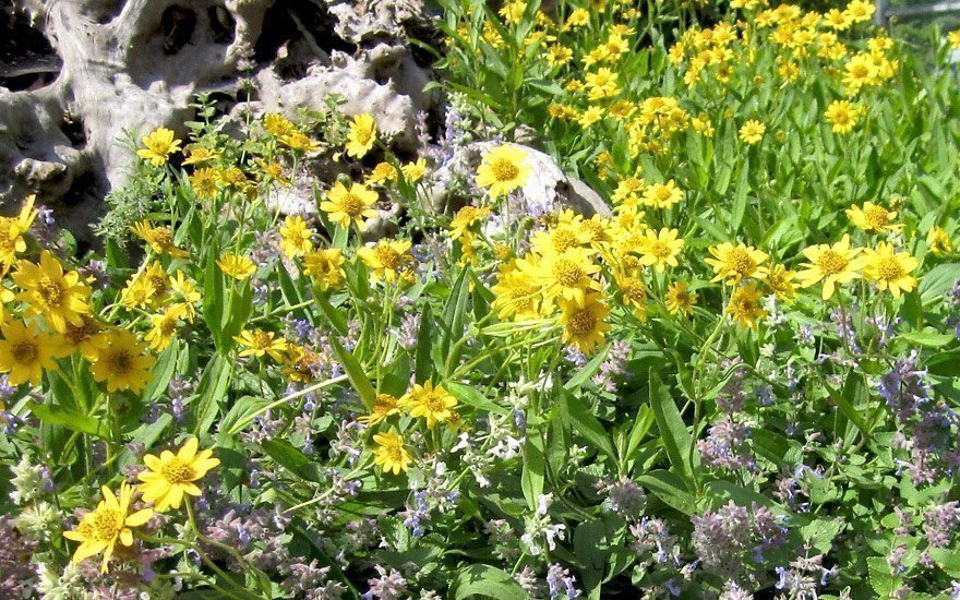 Arnica ( Arnica chamissonis ssp. foliosa )