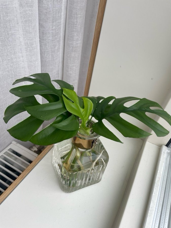 Monstera Deliciosa stickling (Mini monstera)