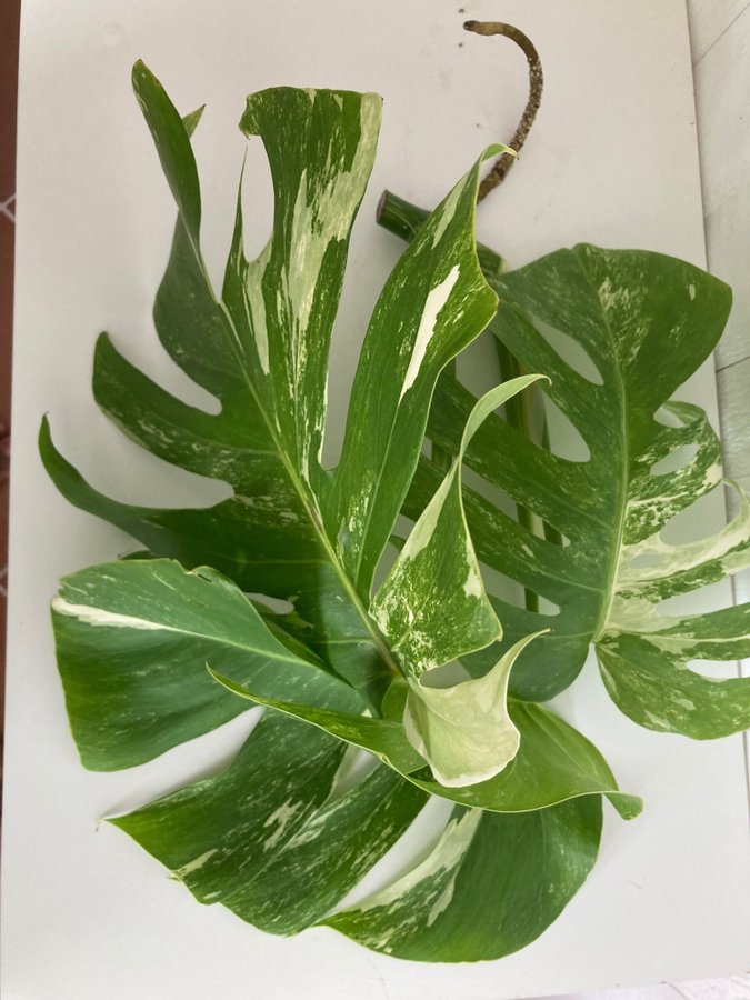 Monstera Albo Variegata