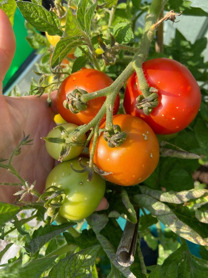 9: Tomatfrön 8 st - Maja - röd - vanlig tomat - 90 cm hög