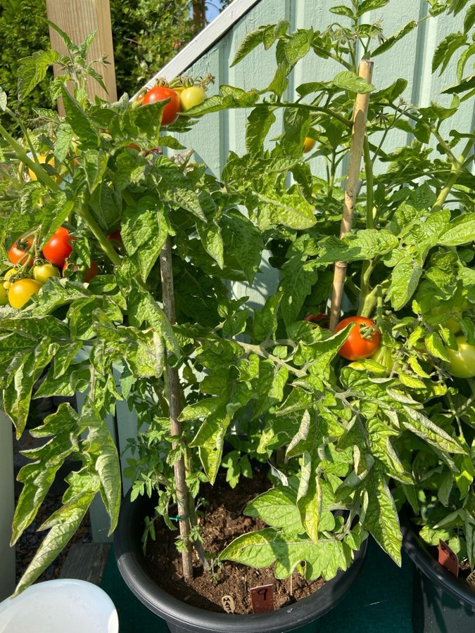 9: Tomatfrön 8 st - Maja - röd - vanlig tomat - 90 cm hög