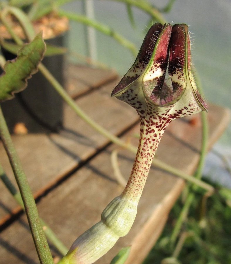 Creopegia nilotica