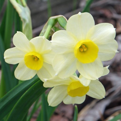 Trädgårdstazett Narcissus 'Minnow' 3 stora lökar