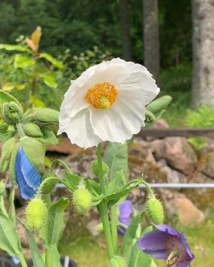 Meconopsis betoncifolia vit 10st frön