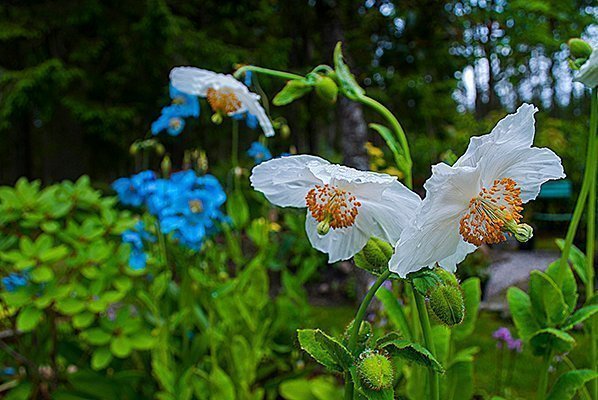 Meconopsis betoncifolia vit 10st frön