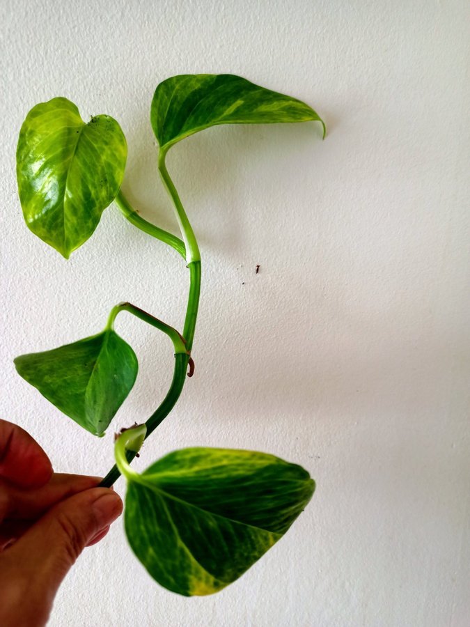 GULLRANKA " HICOLOR " - EPIPREMNUM AUREUM - stickling