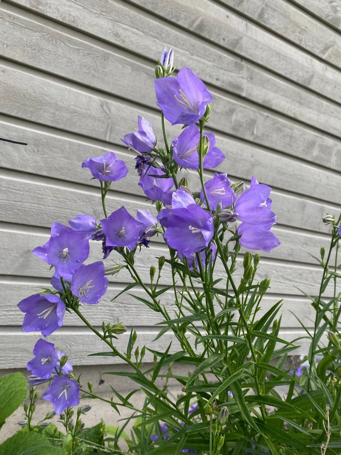 Stor Blåklocka Campanula persicifolia 3 plantor