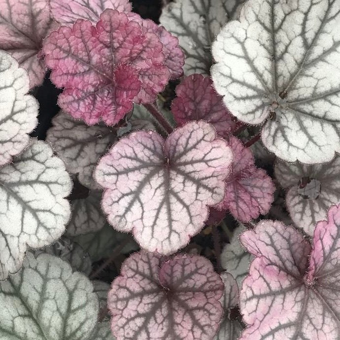 Heuchera Northern Exposure Silver