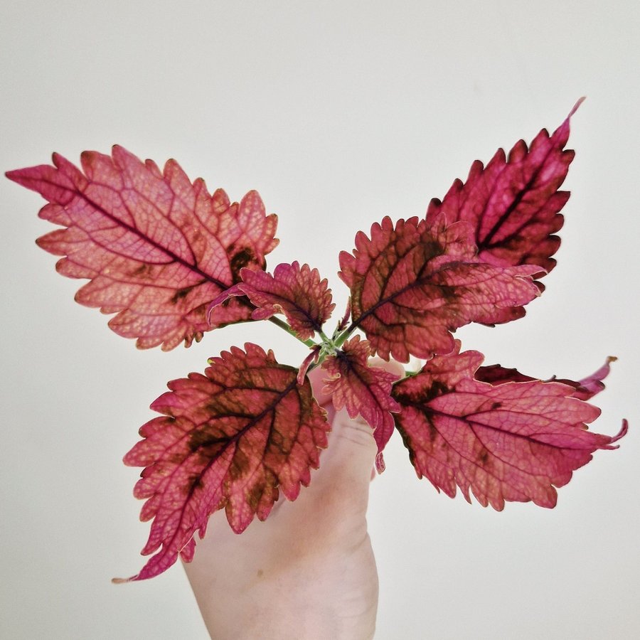 Palettblad/coleus • MAGS • rotad stickling