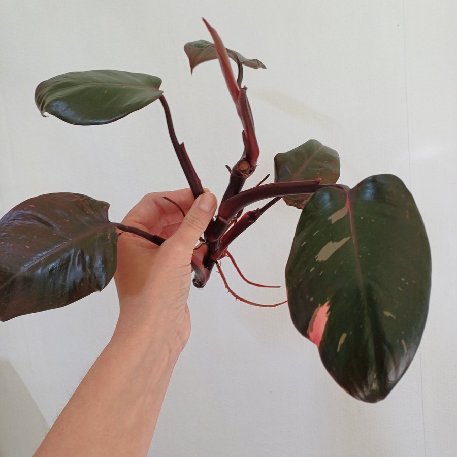 Philodendron Pink Princess