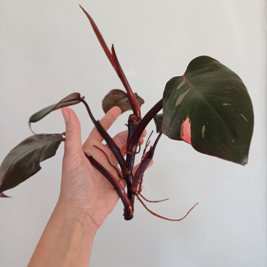 Philodendron Pink Princess