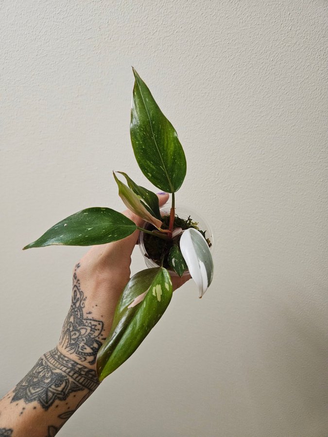 Philodendron 'Red Anderson' variegata