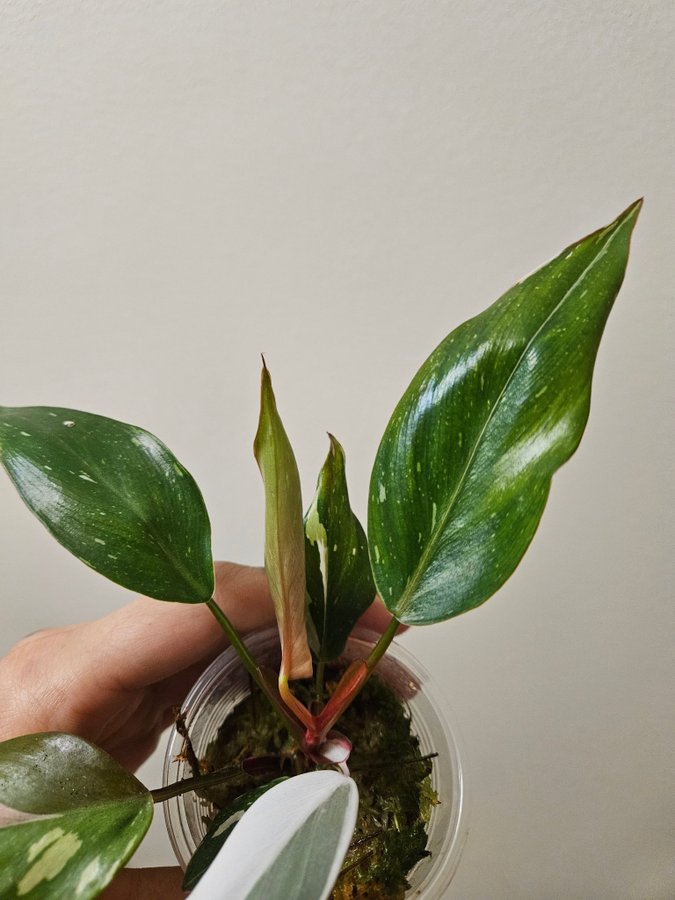 Philodendron 'Red Anderson' variegata