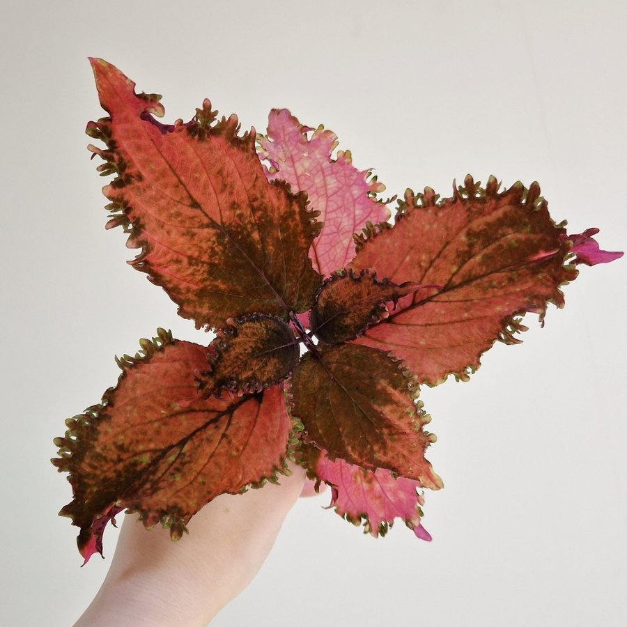 Palettblad/coleus • NN QUEENIE • stickling