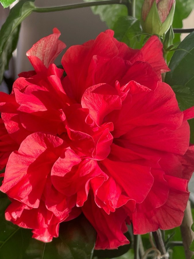 Fantastiskt Vacker Hibiskus stora röda dubbla blommor