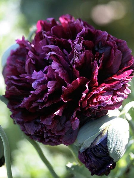 Pionvallmo 'Black Peony' 300st frön