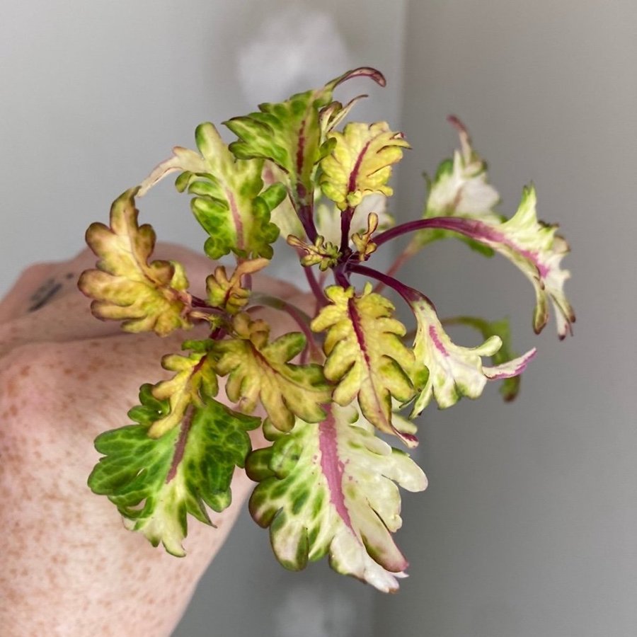 2 st WILDFIRE FLASH *palettblad*coleus*