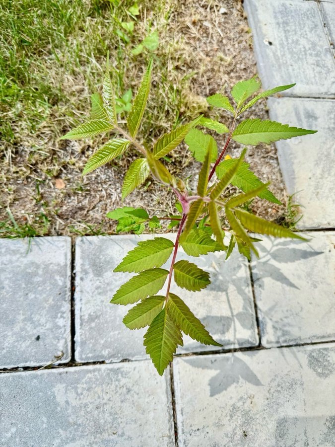 * Prydnadsbuske Rönnsumak* En fin planta