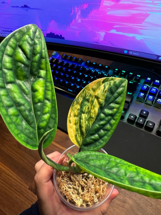 Monstera Karstenianum Variegata