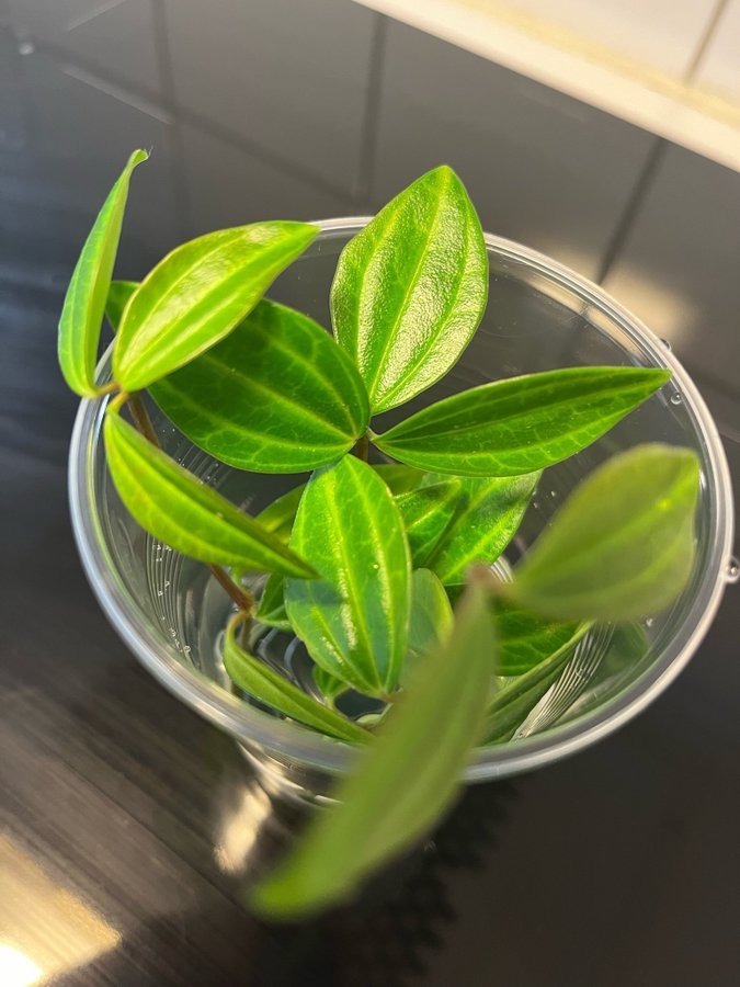 Peperomia angularis ’Rocco Scuro’