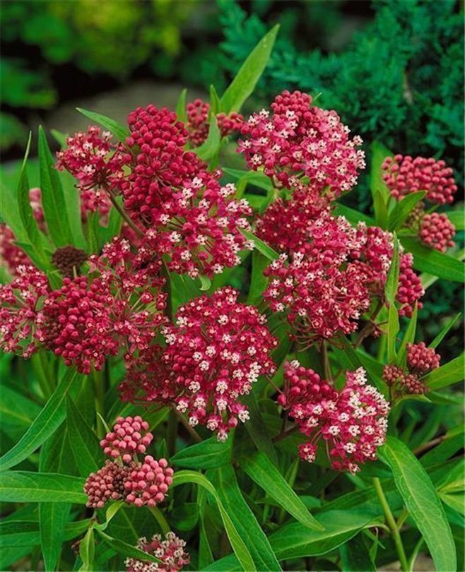 Rosensidenört - Asclepias incarnata "Soulmate"