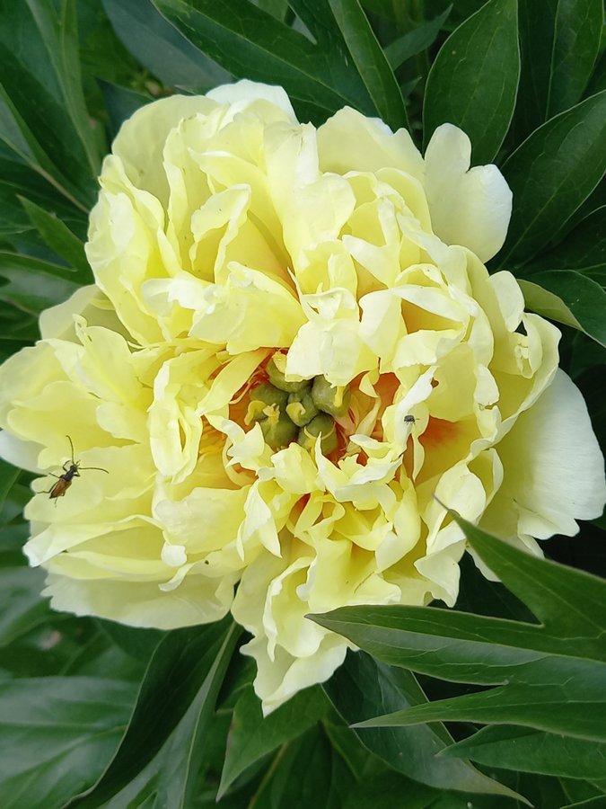 Paeonia itoh hybr. Bartzella, Itoh Pion, barrot, 3/4ögon