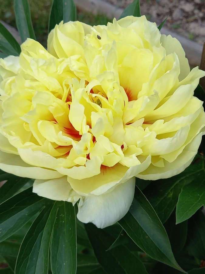 Paeonia itoh hybr. Bartzella, Itoh Pion, barrot, 3/4ögon