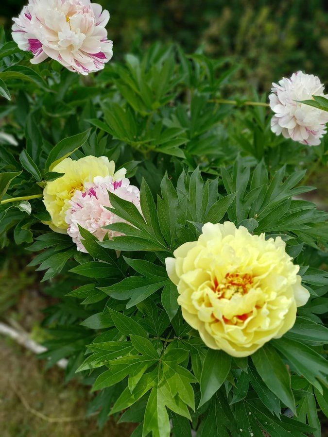 Paeonia itoh hybr. Bartzella, Itoh Pion, barrot, 3/4ögon