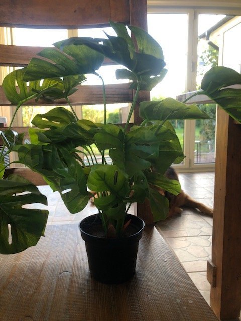 2 stycken fina plastblommor Monstera Stått på en byrå på vinden så i nyskick