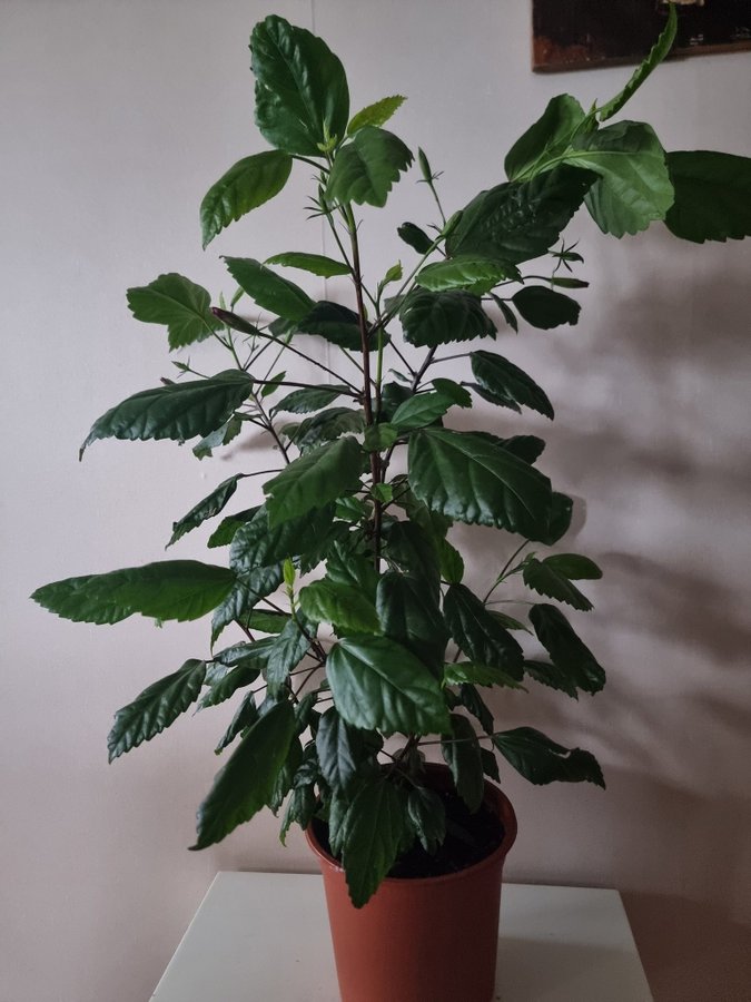 Väldigt stor Hibiscus planta - tropiskt växt