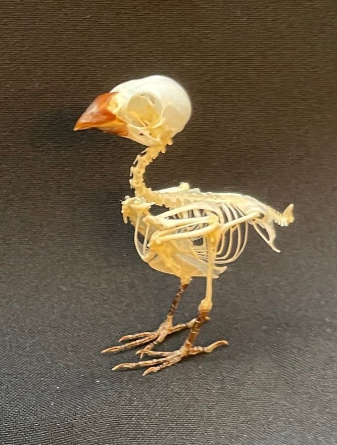 Javamunia Skelett Taxidermy Skeleton Skull Kranium Uppstoppad Fågel Bird Real